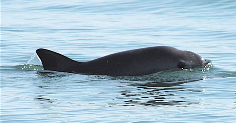 Vaquita