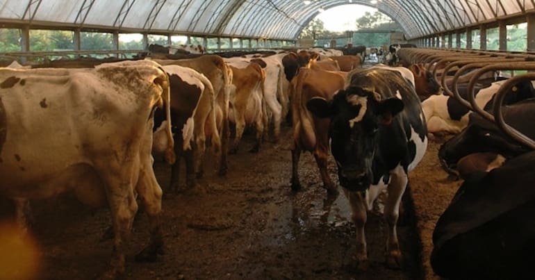 Cows packed into a shed on a dairy farm