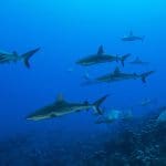 Grey reef sharks, Fakarava