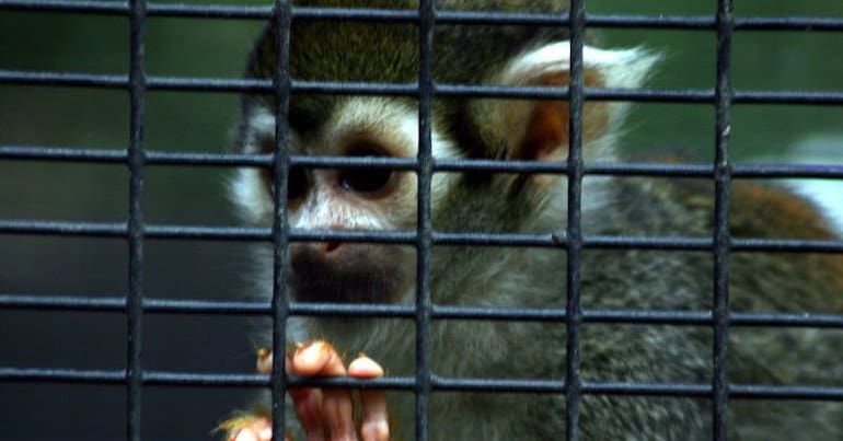Squirrel monkey representing CITES and the Wildlife Trade