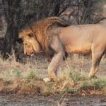 Trophy hunting ban is not colonialism. A male lion in the Serengeti.