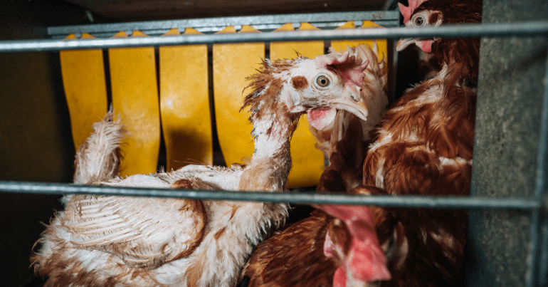 Semi-bald chickens in a battery farming operation, hens laying eggs