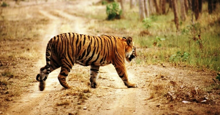 Tiger walks across a dirt road. Tiger reserves in India have caused displacement of indigenous communities.