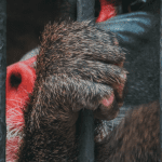 A baboon in a cage, to mark SPCA research into animal testing