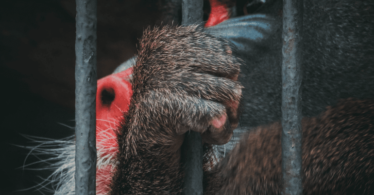 A baboon in a cage, to mark SPCA research into animal testing