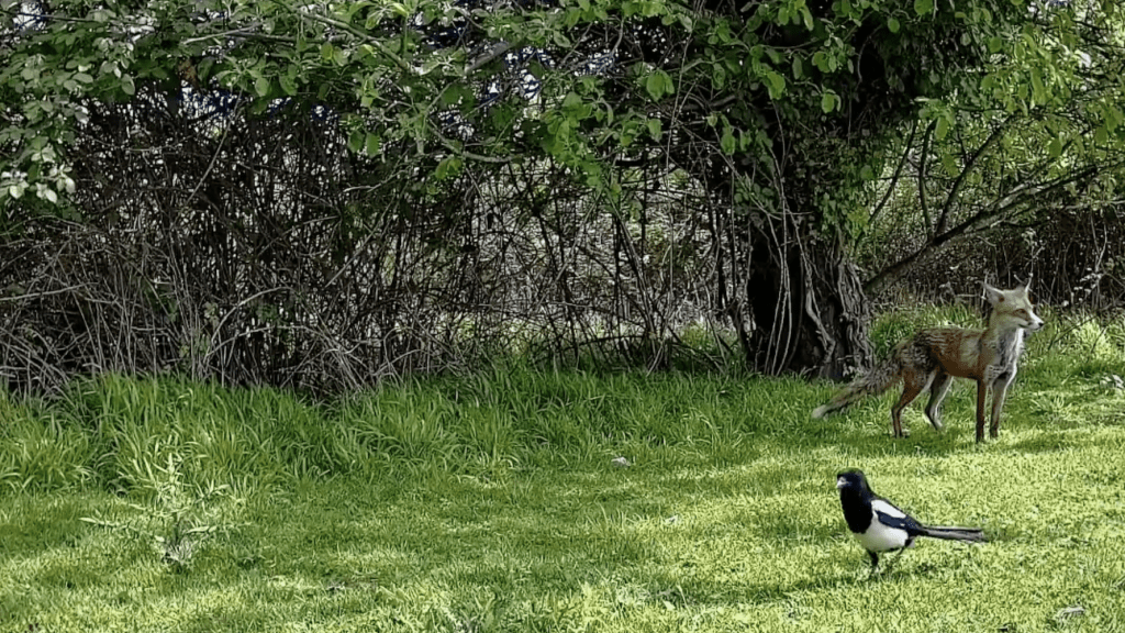 A fox and magpie in Coton Orchard, Cambridgeshire. The Woodland Trust is opposing a development of the site.