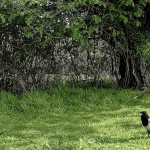 A fox and magpie in Coton Orchard, Cambridgeshire. The Woodland Trust is opposing a development of the site.