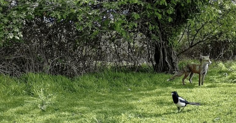 A fox and magpie in Coton Orchard, Cambridgeshire. The Woodland Trust is opposing a development of the site.