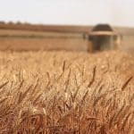 Wheat field
