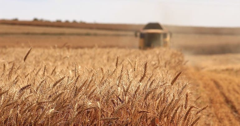 Wheat field