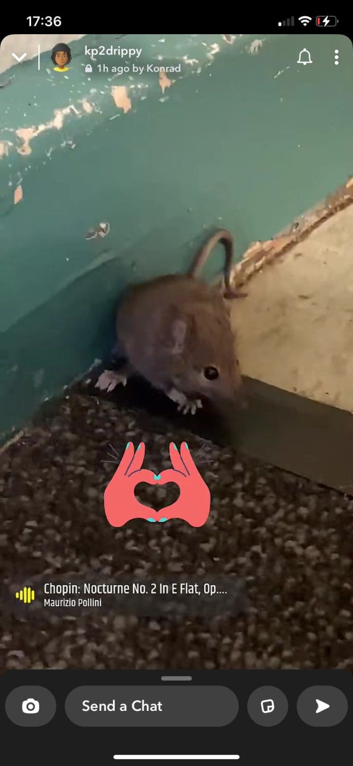 a mouse 