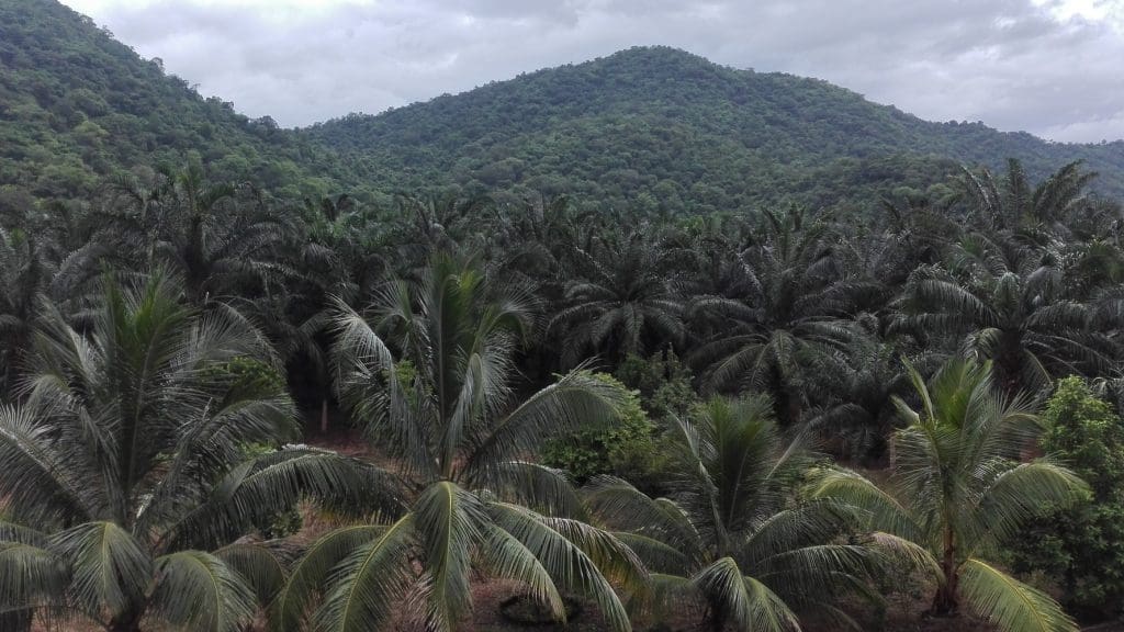 Palm oil monoculture plantations fill the view into the distance.