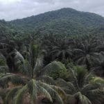Palm oil monoculture plantations fill the view into the distance.
