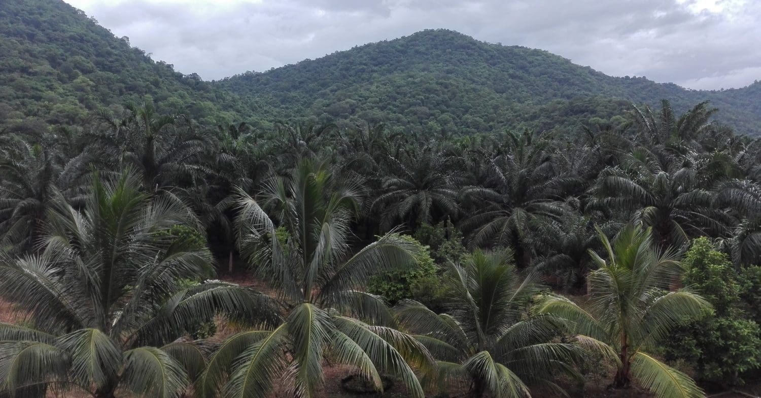 Palm oil monoculture plantations fill the view into the distance.