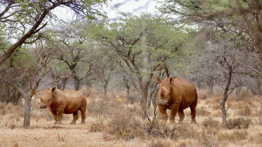 Two White Rhinos in the wild in South Africa.