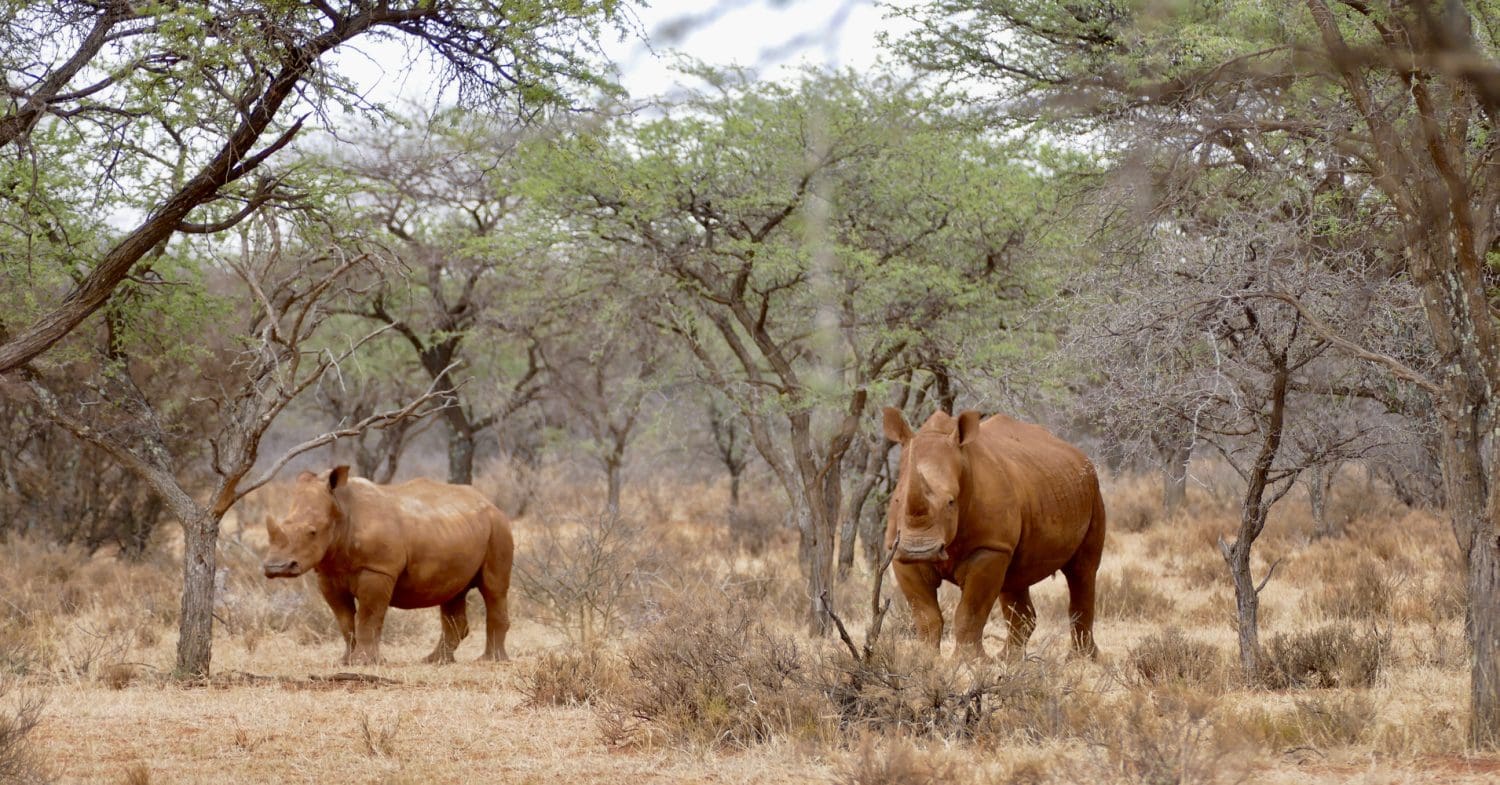 Two White Rhinos in the wild in South Africa.