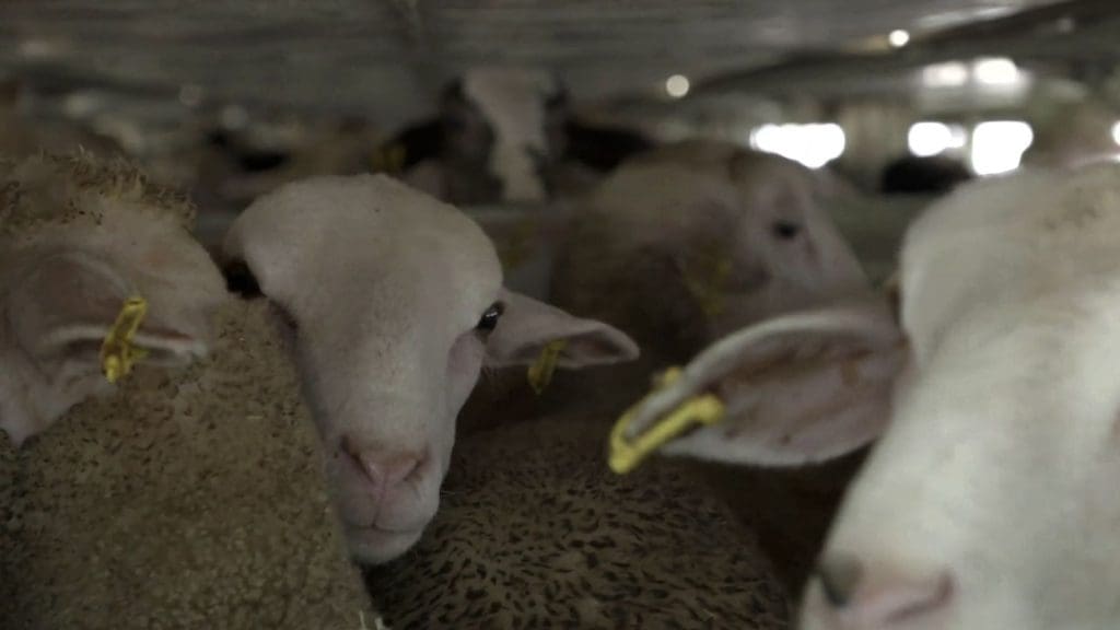 Sheep crammed inside a live export lorry, which the Kept Animals Bill would have banned. Tories dropped the bill to protect hunting.