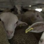 Sheep crammed inside a live export lorry, which the Kept Animals Bill would have banned. Tories dropped the bill to protect hunting.