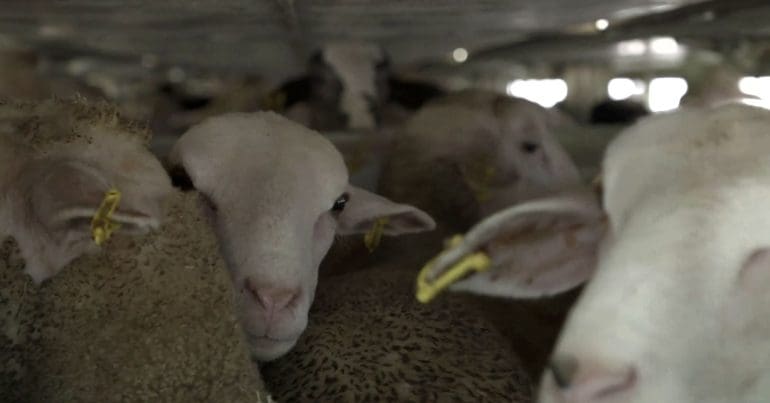 Sheep crammed inside a live export lorry, which the Kept Animals Bill would have banned. Tories dropped the bill to protect hunting.