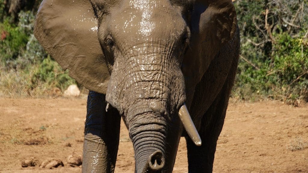 An elephant representing the trophy hunting debate Resource Africa