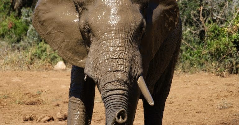 An elephant representing the trophy hunting debate Resource Africa