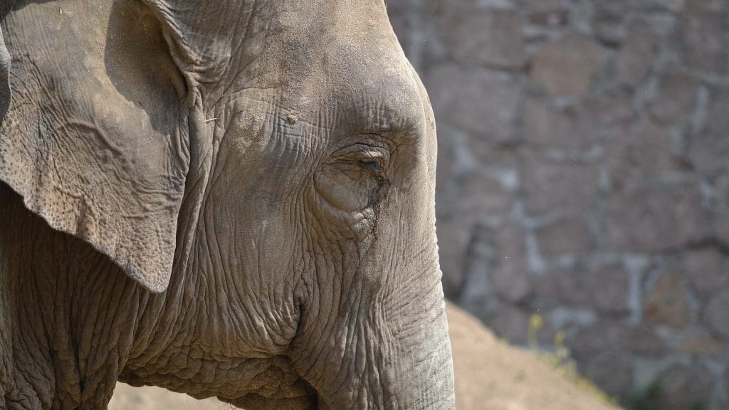 Asian elephant close-up