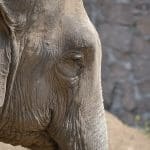Asian elephant close-up