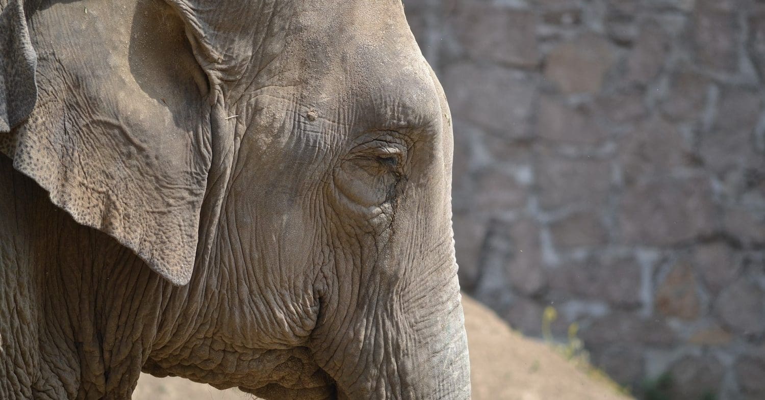 Asian elephant close-up