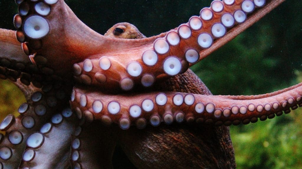 Octopus stretching out its tentacled arms. Western Sahara EU