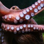 Octopus stretching out its tentacled arms. Western Sahara EU