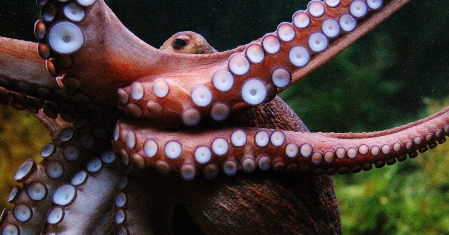 Octopus stretching out its tentacled arms. Western Sahara EU