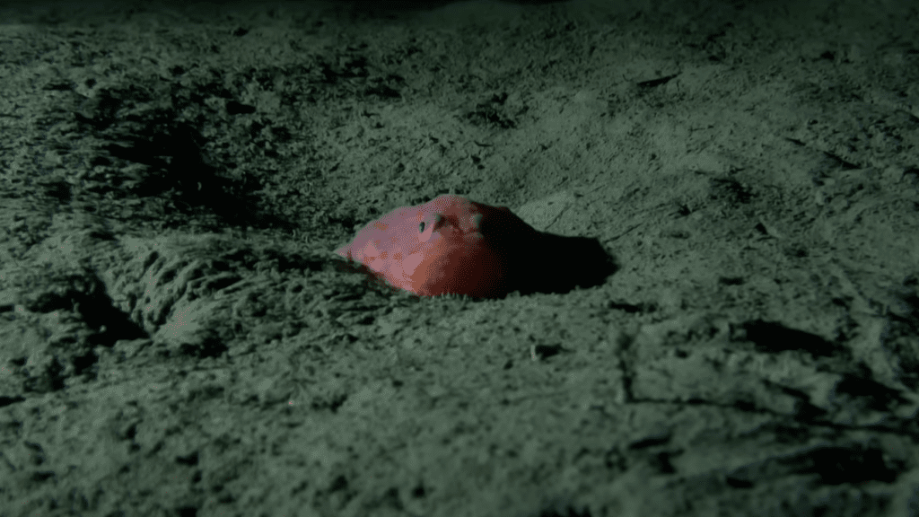 A sea toad on the ocean floor