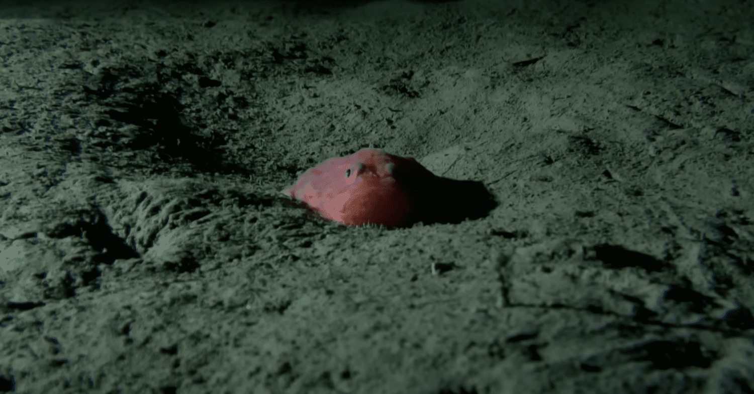 A sea toad on the ocean floor