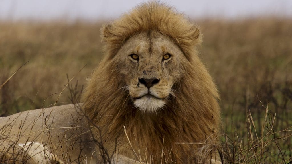 Male lion resting in the grass, Serengeti National Park, Tanzania. Biodiversity Credits Trophy Hunting