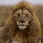 Male lion resting in the grass, Serengeti National Park, Tanzania. Biodiversity Credits Trophy Hunting