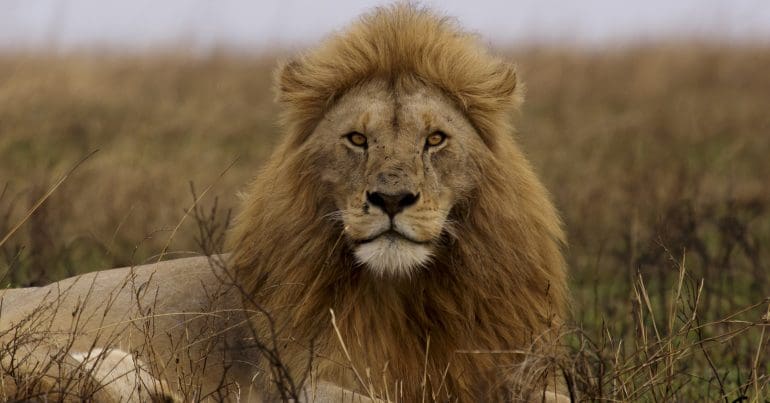 Male lion resting in the grass, Serengeti National Park, Tanzania. Biodiversity Credits Trophy Hunting