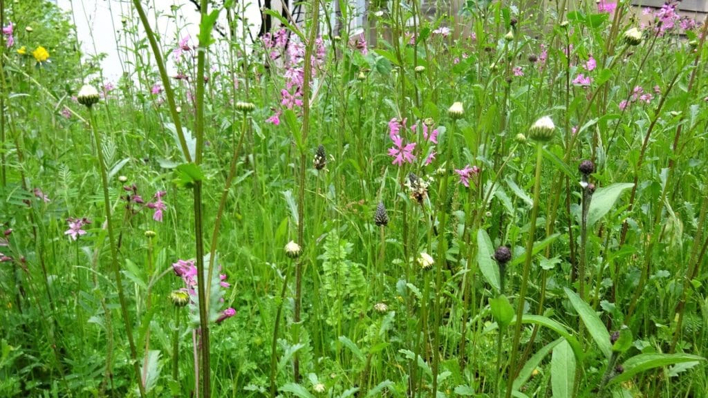 Wildflower meadow.