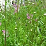 Wildflower meadow.