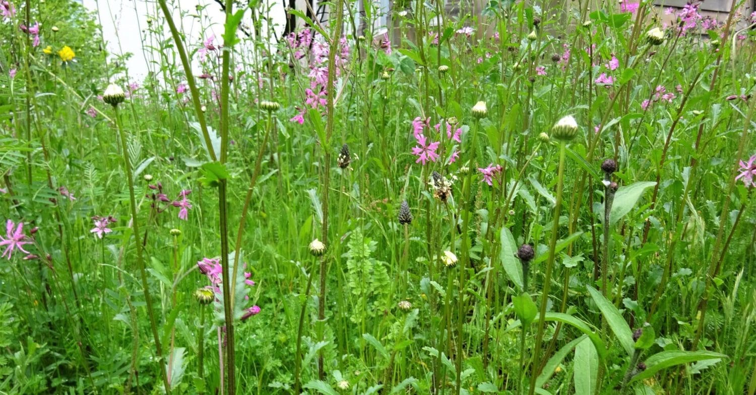 Wildflower meadow.