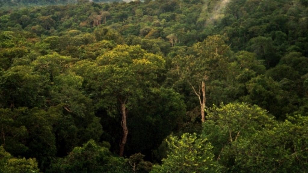 View of the Amazon rainforest.