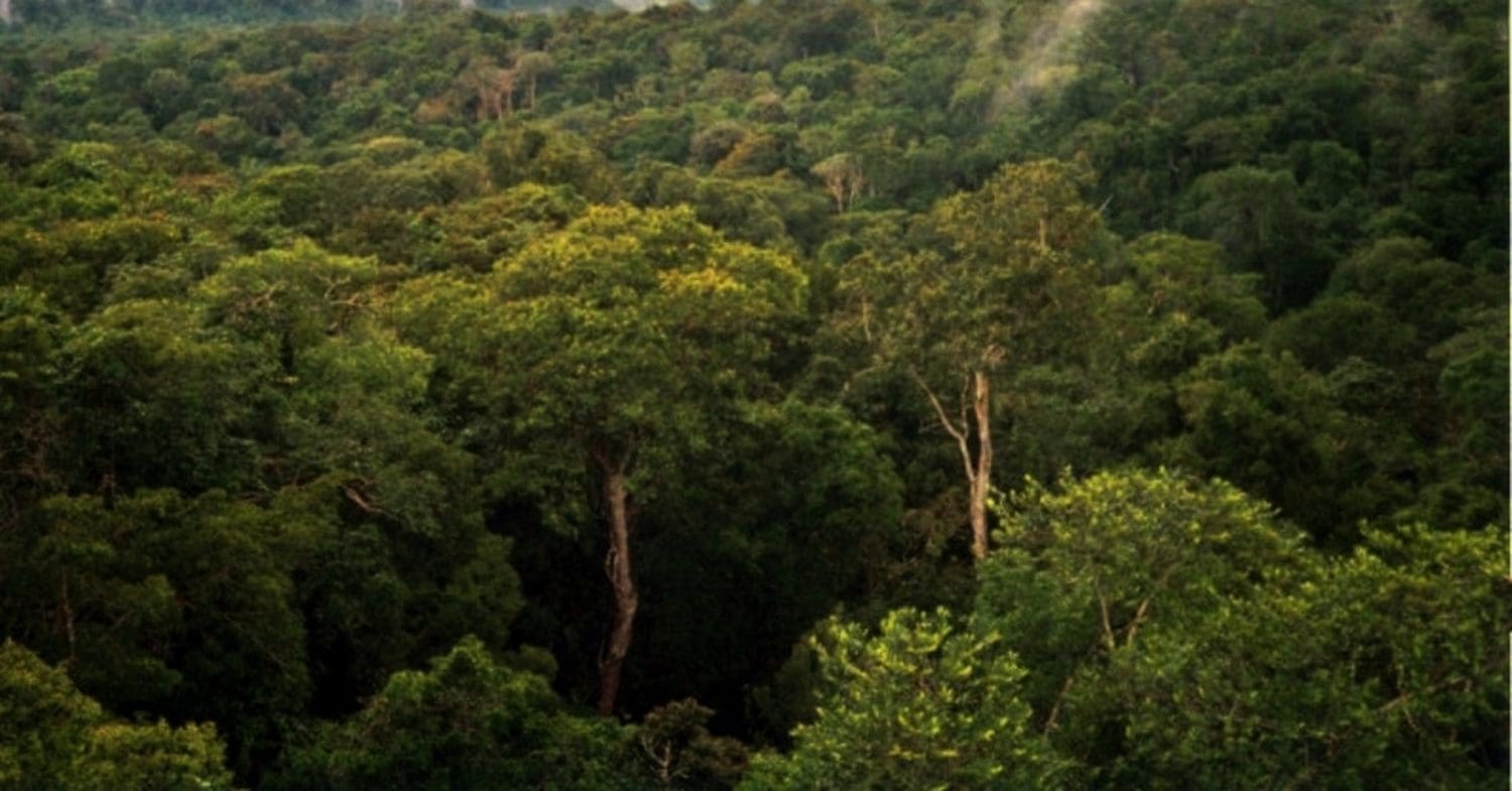 View of the Amazon rainforest.