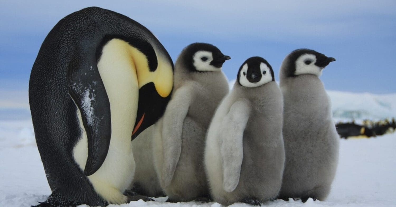 Emperor penguins in Antarctica.