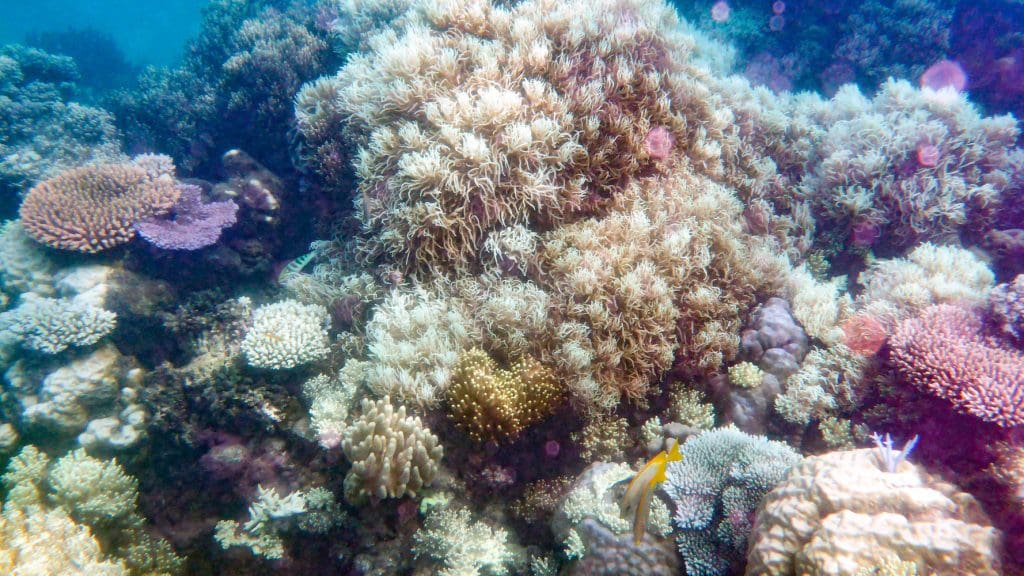 Corals and fish on the Great Barrier Reef, Australia.