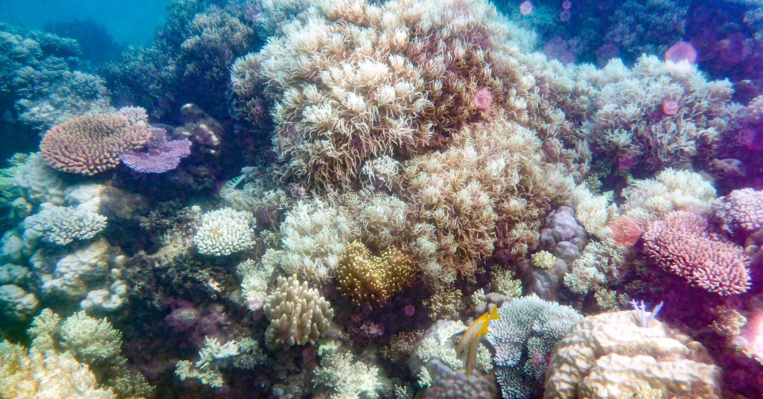 Corals and fish on the Great Barrier Reef, Australia.
