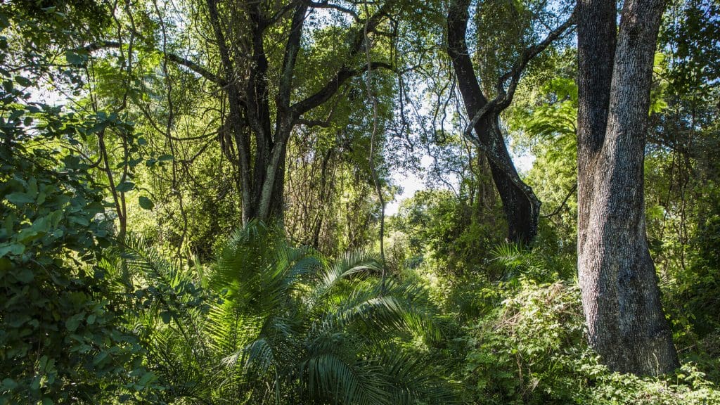 Rainforest in Zimbabwe.