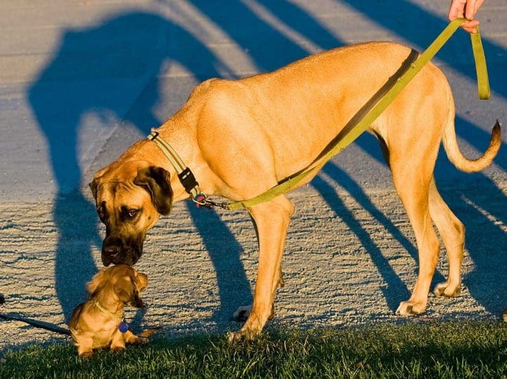 Big dog sniffing little dog