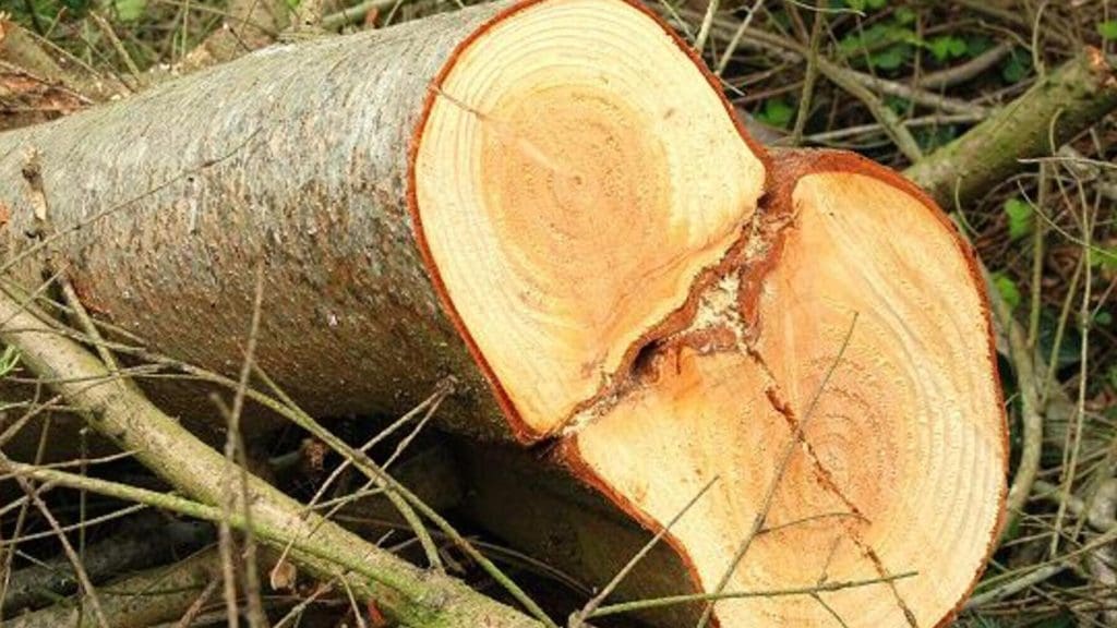 Cut down tree.