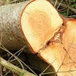Cut down tree.