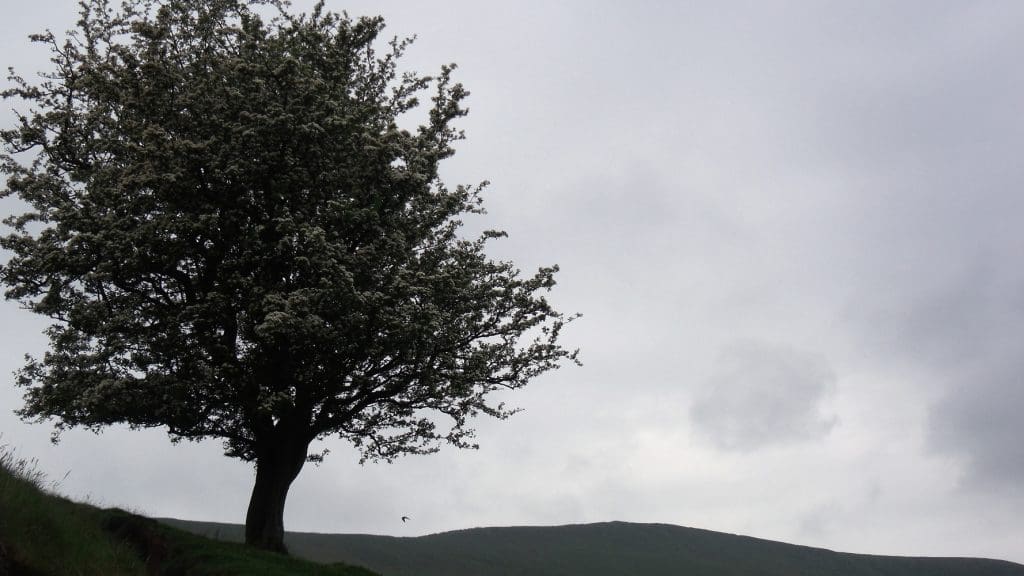 Hawthorn tree on a grassy slope.