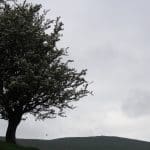 Hawthorn tree on a grassy slope.